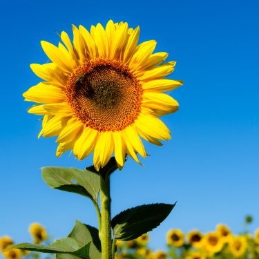 KaBewie3w0's profile picture. 