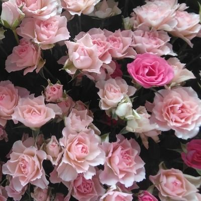 CCB 米川英之30周年記念ライブDVD リアルライブでの配布ポスト