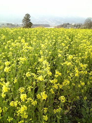 waku2kuwa's profile picture. はじめまして