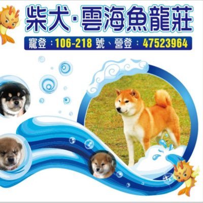 日本柴犬shiba Inu專業犬舍 雲海魚龍莊 Dragon Twitter 日本柴犬shiba Inu專業犬舍 雲海魚龍莊 Dragon Twitter