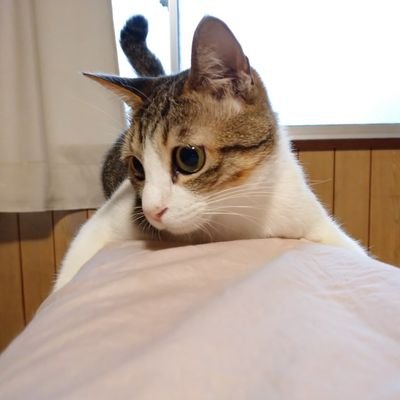 コハク 屋根裏に設置したネズミトラップの点検 With 先祖はネズミ捕りのプロな アメショー 脚立に登ったきり 降りられなくなりました ねずみ駆除 トラップ 猫のいる暮らし アメショー