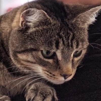 Mrpickles37's profile picture. 