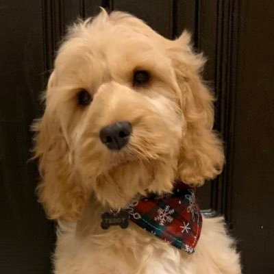 RedladNew's profile picture. Only here for laughs