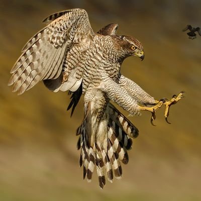 Falcon_Tasi's profile picture. متداول في السوق السعودي #تاسي 
و محلل اسهم  🏹

يتم قنص الاسهم في مختلف المدارس 🎯

جميع ما يطرح يعتبر وجهة نظر فنية شخصية