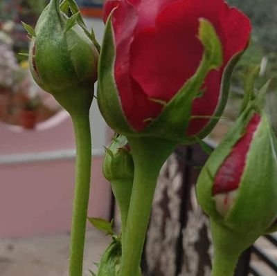 Belayet32626467's profile picture. business