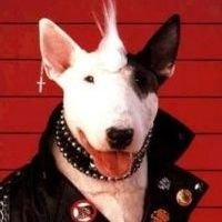 JaubertEmmanuel's profile picture. Apprenti punk à chien