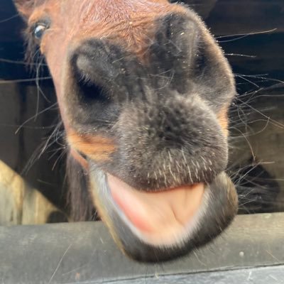 gummynewnose's profile picture. 