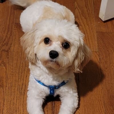 TodCliftonOne's profile picture. THAT CELLPHONE CHAMP!!