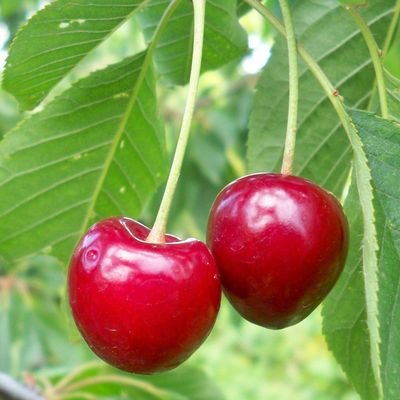 さくらんぼ🍒優しさありがとう🍀さんのプロフィール画像