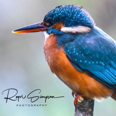 Wildlife Photography