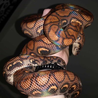 NearlyDead_Jake's profile picture. 26 - Ger/Eng
loves to play videogames, and a huge reptile fan
