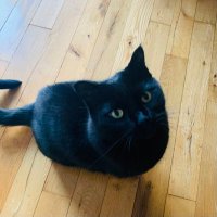 Grey E. Shcatt (@50greycats) 's Twitter Profile Photo Grey E. Shcatt (@50greycats) 's Twitter Profile Photo
