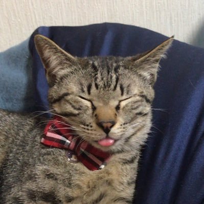 殿:キジトラ猫、なまえは😼ごま です。 姫:サビ猫、なまえは🐱きなこ です。🐈⬛ねこを飼っている方や、🐈ねこで癒されたい方と共有できればと思いますのでよろしくお願い致します。