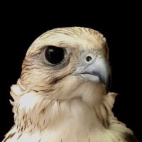 خالد......المطيري💙 (@khmm34) 's Twitter Profile Photo خالد......المطيري💙 (@khmm34) 's Twitter Profile Photo