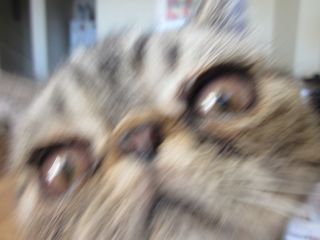 chickensquirrel's profile picture. Crazy. Exotic. Shorthair. Cat. YouTube Channel = crabbylegs2008