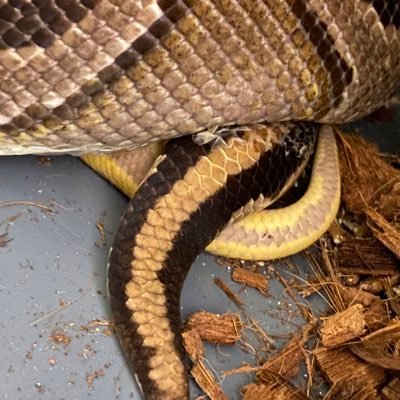 THReptiles's profile picture. Tragic... Heart.... Reptiles...  🎭🖤🦎🐍🐢🐸