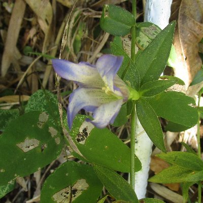 山野草マニアです。
メインは山野草の花や高山植物の花を紹介します。 
神奈川県川崎市在住です。
植物（花）の他の趣味は登山と自転車（シティサイクルで走る）・温泉めぐり・読書・少し料理・お酒を飲むこと。
今は足底筋膜炎との闘いです。
よろしくお願いしますね＾＾ 
DM✖
＃花 ＃山野草 ＃登山