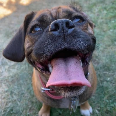 CdnNorseDogDad's profile picture. #ProudCanadian🇨🇦 #WorkAtHome #DogDad to Samantha Trying to be #Awesome #Hooman Samantha thinks I am Free Palastine 🇵🇸.  @CDN-Norse-Dog-Dad.bsky.social