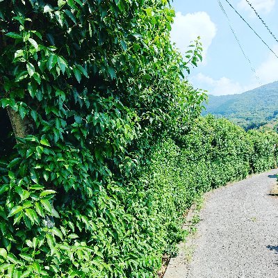 大阪住み🏯🌏夏の空が好き☀️🌠雲が好き🌤️🌟花🌻休みの日はとにかく散歩🍍🍐🍓散歩スナップ📸🍋スマホ写真🍏わりと自由人🌻🥝スタバで読書☕🍩過去の写真も見てもらえたら嬉しいです😙
#雲
#スマホ写真
#スマホカメラ
#スナップ
#散歩
#イマソラ
#キリトリセカイ