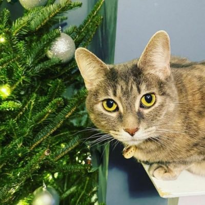 VictorAndrewLim's profile picture. I work in media and have two cats.