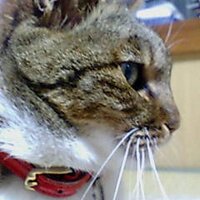 はな けみ (@kemikumahappy) 's Twitter Profile
