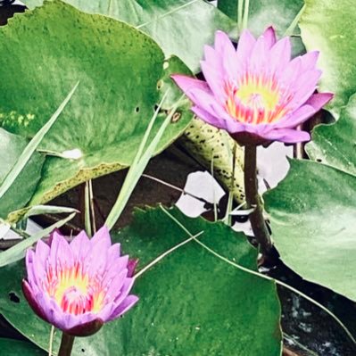 ariakanzaki1576's profile picture. A girl whose trying to survive.