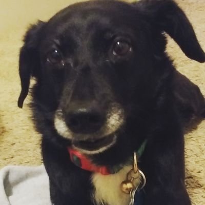 Dog lover, and digital marketing and content writer and editor. I'm just a girl in front of a TV asking Chivas to win.
Substack: https://t.co/giRLDwmG93