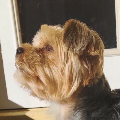 York13d0g's profile picture. I am a normal twitter user