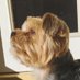 Yorkshire Terrier (@york13d0g) Twitter profile photo Yorkshire Terrier (@york13d0g) Twitter profile photo