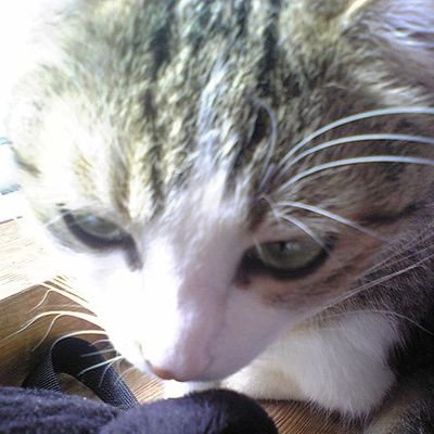 猫を愛する人のアカウント。