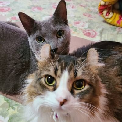 nekopiano_2628's profile picture. 🐱ひかり♂️ロシアンブルー🐱ラム♂️アメリカンカール🐾🐾🐾🍀イモリとカメ🐢
🌹動物大好き💖無言いいね、RTお許し下さい‼️DMは❌にさせて頂きます🙇‍♀️
皆様よろしくお願いします🍀🌺🍀🎹鬼滅の刃💞尾崎裕哉🎸🎼