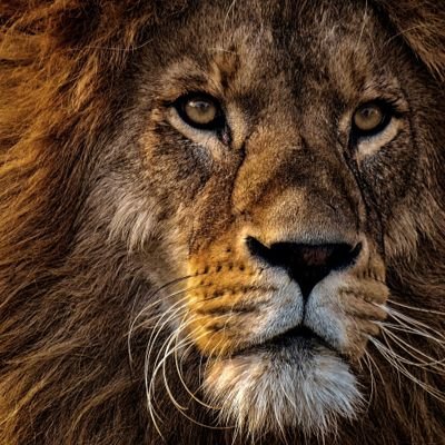 KhanRauman's profile picture. GIS Analyst