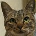 🐱榧野香一🐾@詰将棋普及活動ねこ🐈 (@kayanokoithi) Twitter profile photo 🐱榧野香一🐾@詰将棋普及活動ねこ🐈 (@kayanokoithi) Twitter profile photo