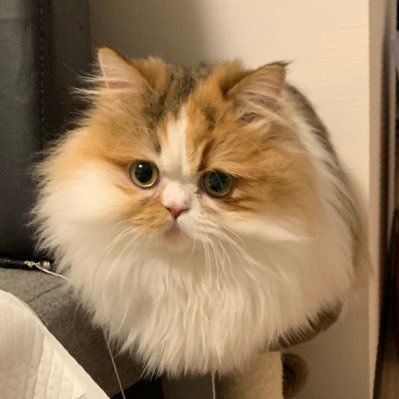 おかき よちよちまんちかん 9mnob2iqgpaucpm Twitter おかき よちよちまんちかん 9mnob2iqgpaucpm Twitter
