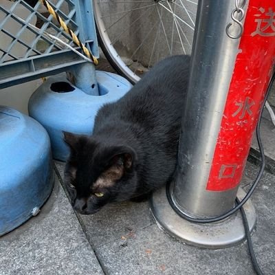 秋田犬好き。学生時代父の狩猟好きから多くの猟犬と友に生活。SPプランニング早期リタイア。都内の散歩と美術館めぐり。今は籠もり人(こもりびと)
ねこも好き。