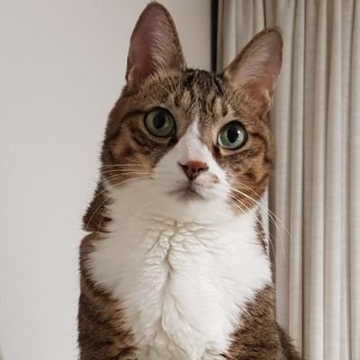 foxyfoxy_cat's profile picture. // 🦊🥜🐱 2010년 4월 생, Male(중성화 완료)
// 고양이 케어 및 일상 기록😊
// 고양이 이야기만 합니다!