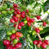 TAHTA_CoffeeGayo (@tahtacoffee2) 's Twitter Profile