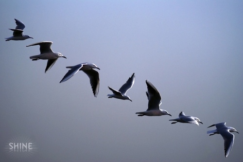 Alsaqar58's profile picture. 