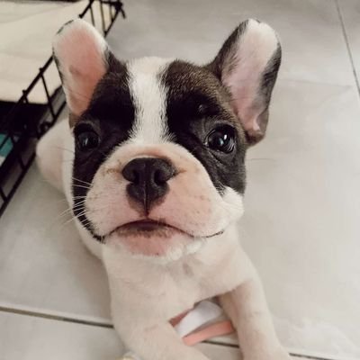 AdriannePrue's profile picture. 🌎 | The Best Bulldog Pics Worldwide
❤️ | Dedicated to Loving Bulldogs!
📸 | We post daily!
📲 Follow us to never miss a thing 🔔💚