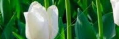 SahniAstro's profile picture. 