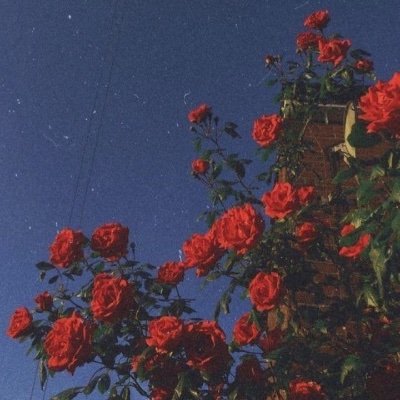 MelonEthereal's profile picture. 