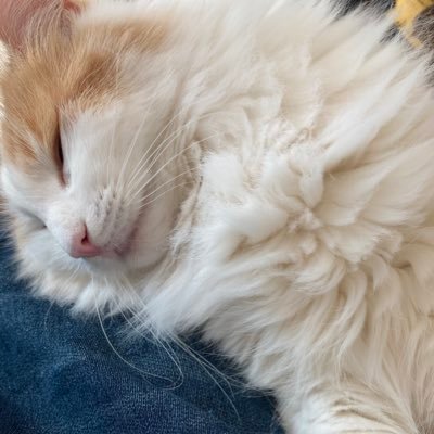 suke_sukesun's profile picture. ランニング登山⛰低山ハイク🚶‍♂️全然使わんのに増える山ギア⚙ジャンクフード🍟甘味🍡家じゃ猫🐈より身分下⛰22.04〜某外遊びメーカーへ転職／ギアレビューサイトBESTBUYGEAR編集部員⛰