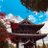 sakura_10_03