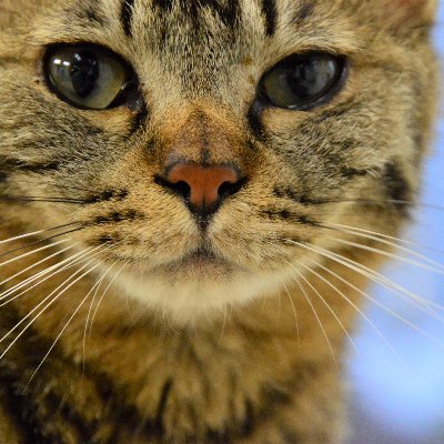 泊まれる猫カフェ クラシコ 元 猫カフェブラン Nekocafeblanc Twitter 泊まれる猫カフェ クラシコ 元 猫カフェブラン Nekocafeblanc Twitter