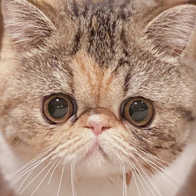 えびす Twitterren 今日も今日とて可愛い エキゾチックショートヘア 猫 猫動画 えびす Twitterren 今日も今日とて可愛い エキゾチックショートヘア 猫 猫動画