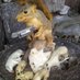 abused American (@armed_squirrel) Twitter profile photo abused American (@armed_squirrel) Twitter profile photo