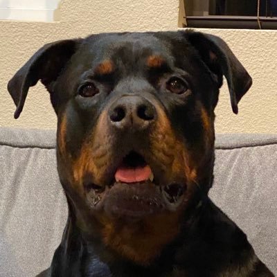 Choco119late's profile picture. 