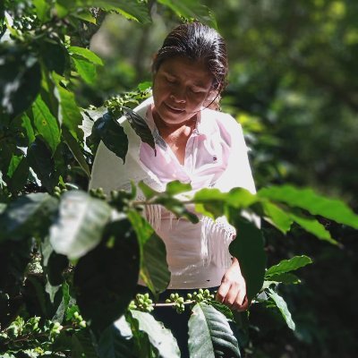 Café y Agroecología en la Sierra Juárez