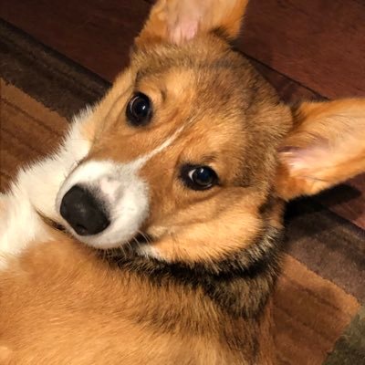 CorgiParmesan's profile picture. My name is Parmesan. I love cheese and tug of war.
#CorgiCrew