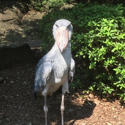 takataku981's profile picture. 34歳犬派 / 半ミニマリスト / オルカン積立 / バイク中型 / 開業税理士 / 仙台市